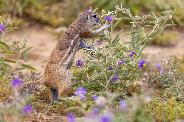 Karoo Milli Parkı 'ndaki yer sincabı.
