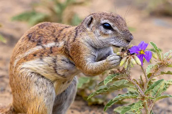 Karoo Milli Parkı 'ndaki yer sincabı.