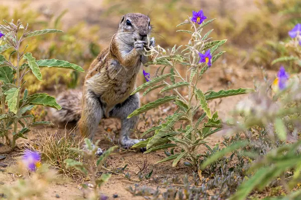 Karoo Milli Parkı 'ndaki yer sincabı.