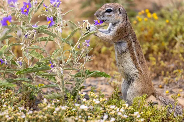 Karoo Milli Parkı 'ndaki yer sincabı.