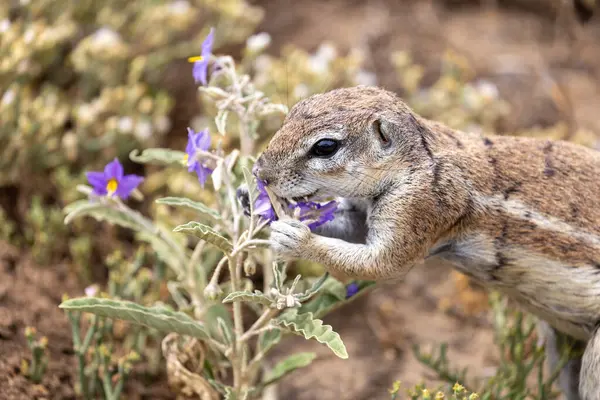 Karoo Milli Parkı 'ndaki yer sincabı.