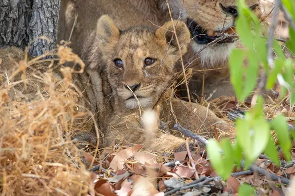 Namibya 'daki Etosha Ulusal Parkı' nda aslan.