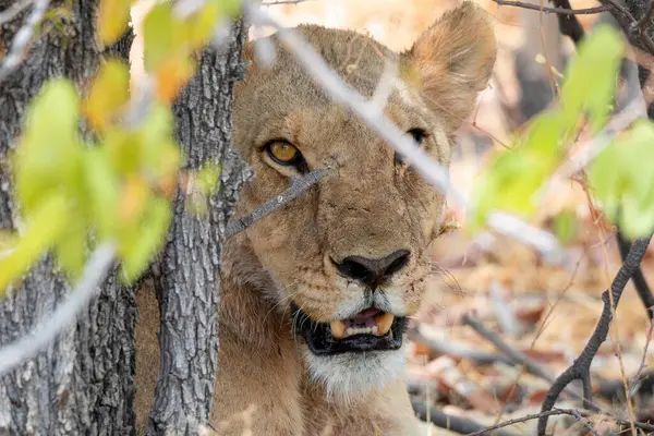 Namibya 'daki Etosha Ulusal Parkı' nda aslan.