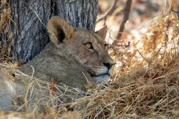 Namibya 'daki Etosha Ulusal Parkı' nda aslan.
