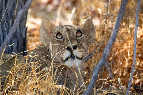 Namibya 'daki Etosha Ulusal Parkı' nda aslan.