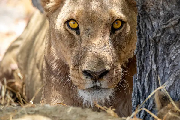 Namibya 'daki Etosha Ulusal Parkı' nda aslan.