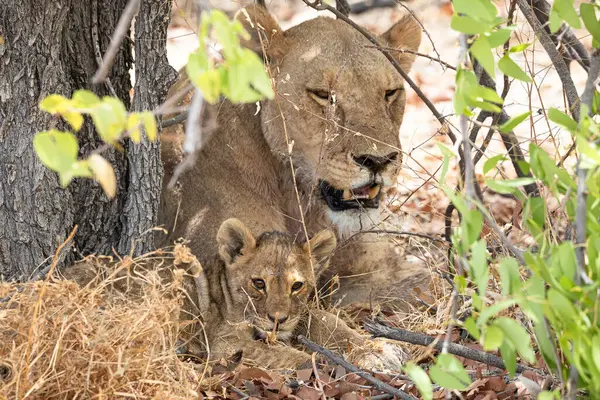 Namibya 'daki Etosha Ulusal Parkı' nda aslan.