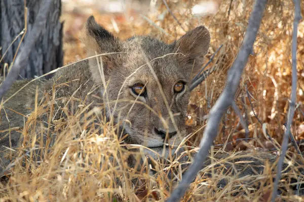 Namibya 'daki Etosha Ulusal Parkı' nda aslan.