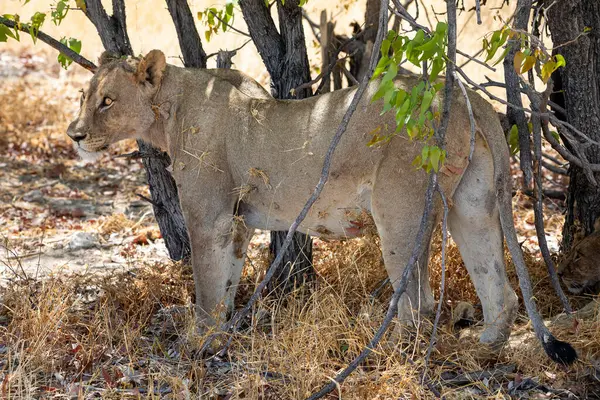 Namibya 'daki Etosha Ulusal Parkı' nda aslan.