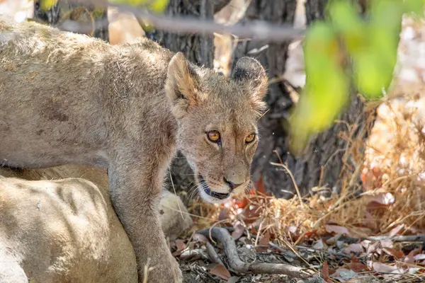 Namibya 'daki Etosha Ulusal Parkı' nda aslan.