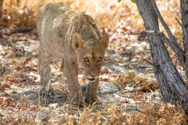 Namibya 'daki Etosha Ulusal Parkı' nda aslan.