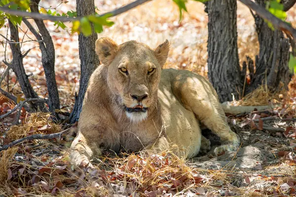 Namibya 'daki Etosha Ulusal Parkı' nda aslan.