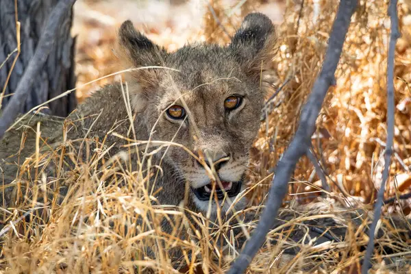 Namibya 'daki Etosha Ulusal Parkı' nda aslan.