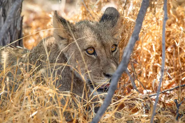 Namibya 'daki Etosha Ulusal Parkı' nda aslan.