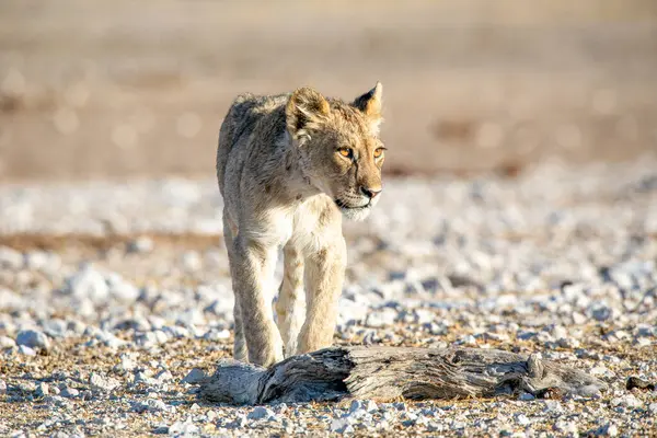 Aslan yavrusu Etosha Milli Parkı 'nda