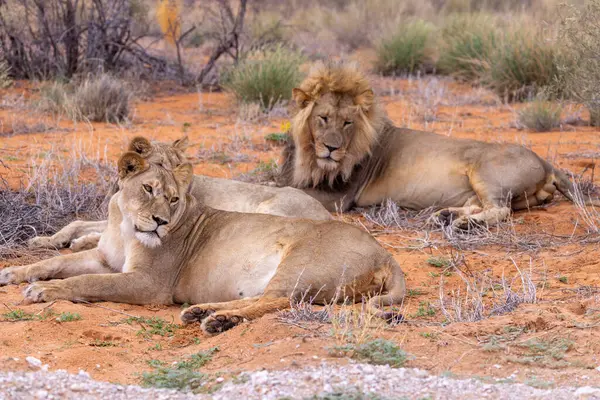 Kgalagadi Ulusal Parkı 'nda Aslan
