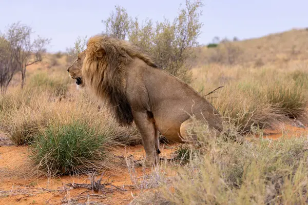 Kgalagadi Ulusal Parkı 'nda Aslan