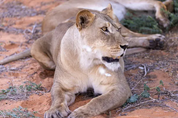 Kgalagadi Ulusal Parkı 'nda dişi aslan.