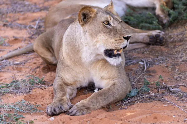 Kgalagadi Ulusal Parkı 'nda dişi aslan.