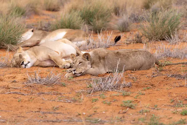 Kgalagadi Ulusal Parkı 'nda dişi aslan.