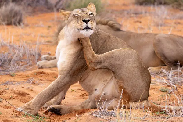 Kgalagadi Ulusal Parkı 'nda dişi aslan.