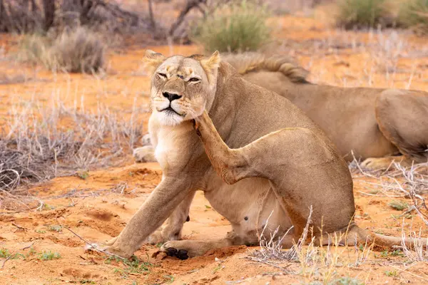 Kgalagadi Ulusal Parkı 'nda dişi aslan.