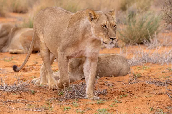 Kgalagadi Ulusal Parkı 'nda dişi aslan.
