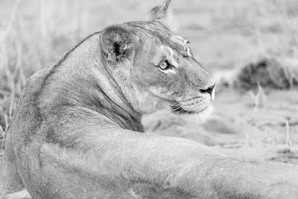 Kgalagadi Ulusal Parkı 'nda dişi aslan.