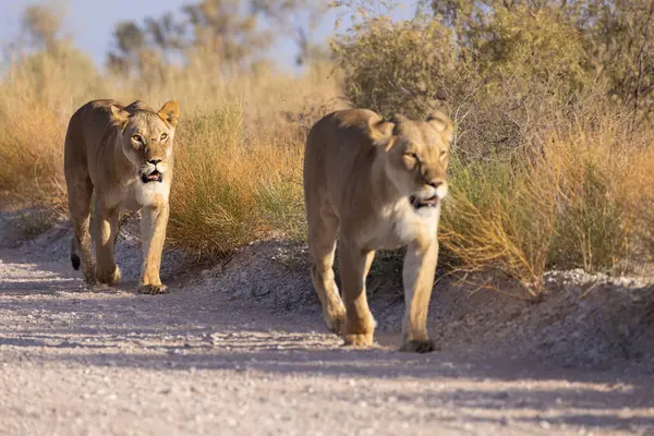 Kgalagadi Ulusal Parkı 'nda dişi aslan.