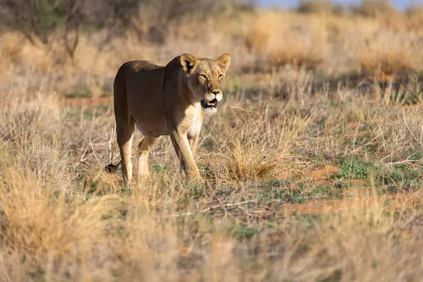 Kgalagadi Ulusal Parkı 'nda dişi aslan.