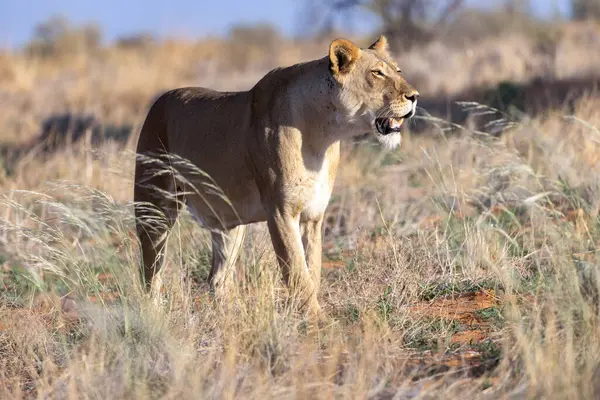 Kgalagadi Ulusal Parkı 'nda dişi aslan.