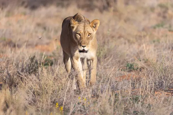 Kgalagadi Ulusal Parkı 'nda dişi aslan.