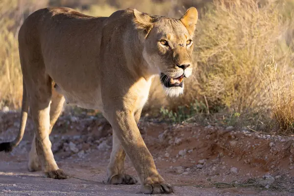 Kgalagadi Ulusal Parkı 'nda dişi aslan.
