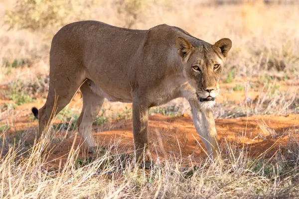 Kgalagadi Ulusal Parkı 'nda dişi aslan.