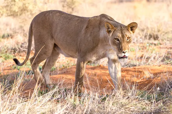 Kgalagadi Ulusal Parkı 'nda dişi aslan.