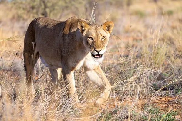 Kgalagadi Ulusal Parkı 'nda dişi aslan.