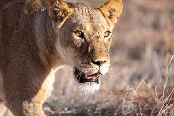 Kgalagadi Ulusal Parkı 'nda dişi aslan.