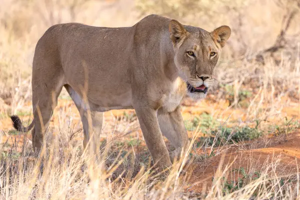 Kgalagadi Ulusal Parkı 'nda dişi aslan.