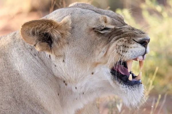 Kgalagadi Ulusal Parkı 'nda dişi aslan.
