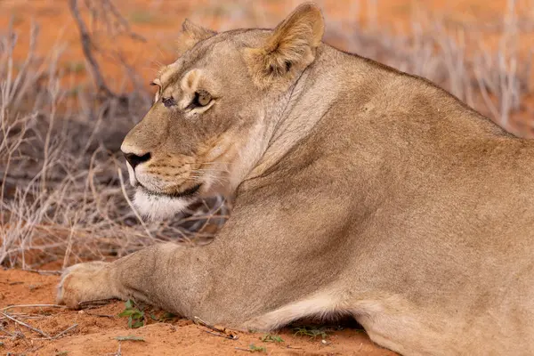 Kgalagadi Ulusal Parkı 'nda dişi aslan.