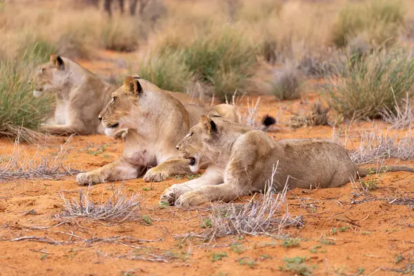 Kgalagadi Ulusal Parkı 'nda dişi aslan.