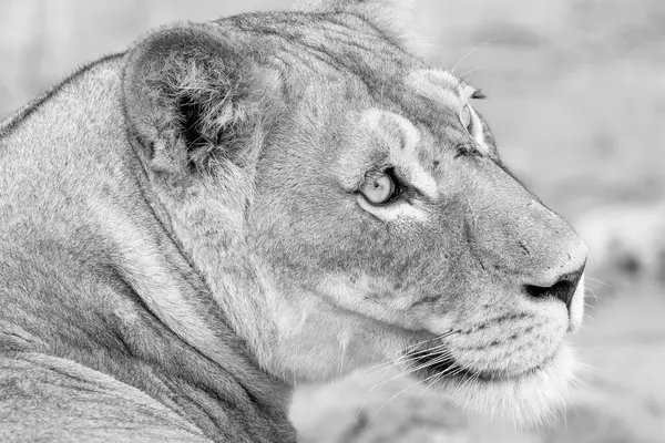 Kgalagadi Ulusal Parkı 'nda dişi aslan.