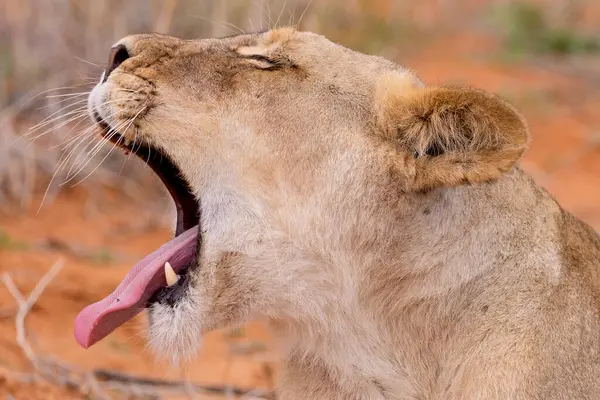 Kgalagadi Ulusal Parkı 'nda dişi aslan.