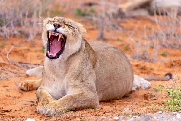 Kgalagadi Ulusal Parkı 'nda dişi aslan.