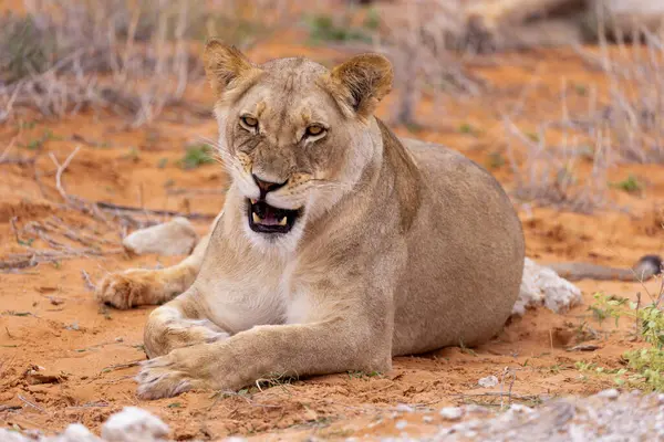 Kgalagadi Ulusal Parkı 'nda dişi aslan.