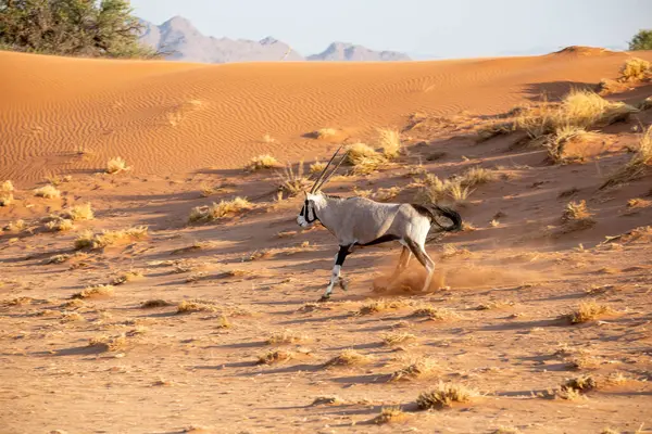 Namib Naukluft Ulusal Parkı, Namibya 'daki Afrika antilobu.