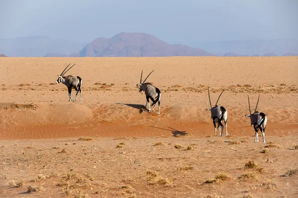 Namib Naukluft Ulusal Parkı, Namibya 'da antiloplar