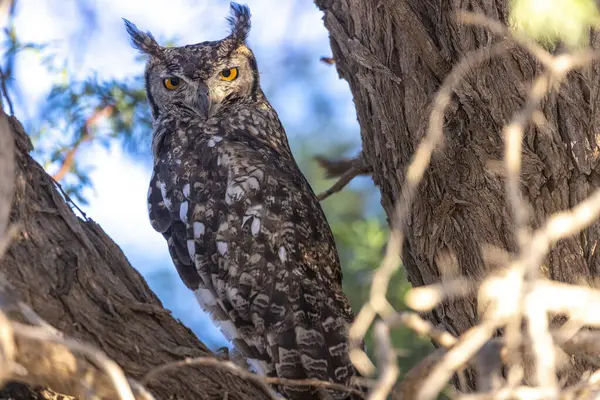 Kgalagadi Ulusal Parkı 'nda baykuş
