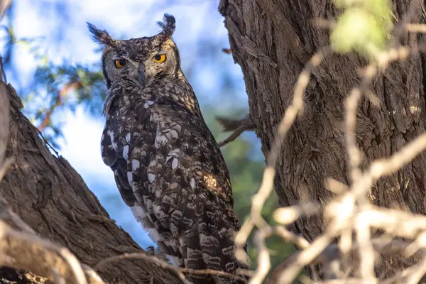 Kgalagadi Ulusal Parkı 'nda baykuş