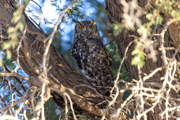 Kgalagadi Ulusal Parkı 'nda baykuş